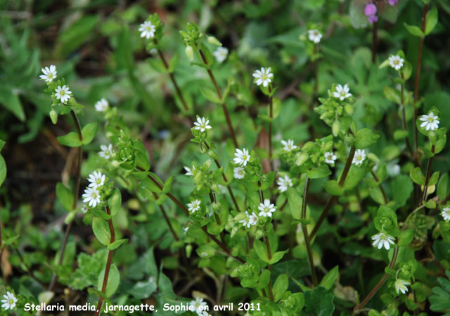 Stellaria media